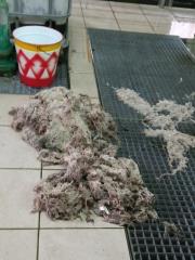 Čiščenje ČN Medica 1